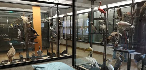 Les "Animaux disparus ou presque" à l'honneur au muséum aquarium de...