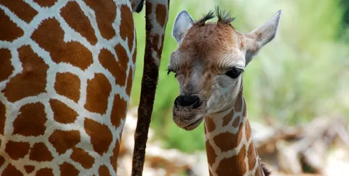 Le bébé girafe du zoo d'Amnéville baptisé... Gisèle
