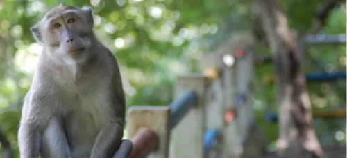 Nancy va mettre fin à l'accueil d'animaux sauvages au parc de la...