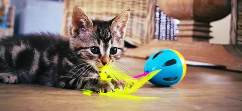 Liberté Animale: Chats, chiens, chatons recherchent familles...