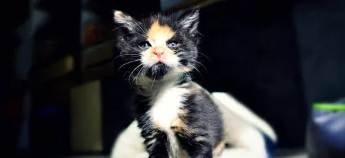 Chats errants en ville: Metz lance une campagne de capture,...