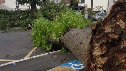 Vent violent en lorraine: un arbre tombe en plein milieu de la route