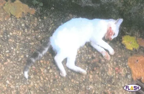 Appel à témoins pour retrouver le propriétaire du chat torturé et...