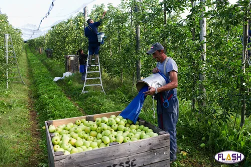 En Haute-Vienne, Corrèze et Dordogne 5000 cueilleurs de pommes sont...