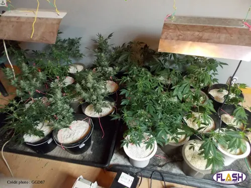 De la menace de mort à la culture de cannabis