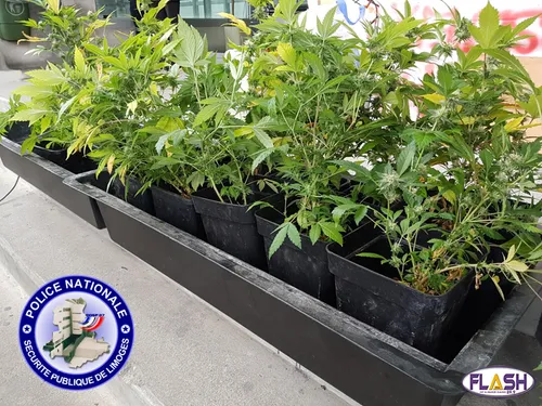 Trahi par la forte odeur de sa plantation de cannabis