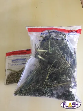 Des plants de cannabis découverts dans le lit d'un cours d'eau de...