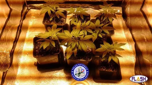 Trafic de stupéfiants démantelé à Limoges par la police