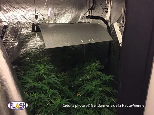 25 pieds de cannabis et 6,5 kg d'herbe saisis par les gendarmes