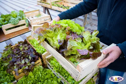 Limoges : distribution de légumes le 28 juin