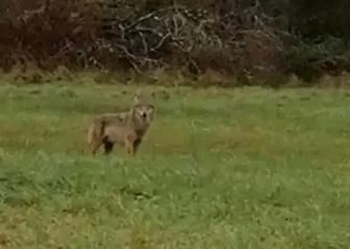 Haute-Vienne : Un Loup bel et bien identifié dans le département