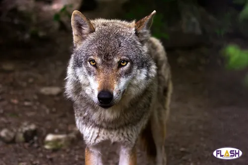 Corrèze : Les tirs de défense autorisés pour protéger les bovins