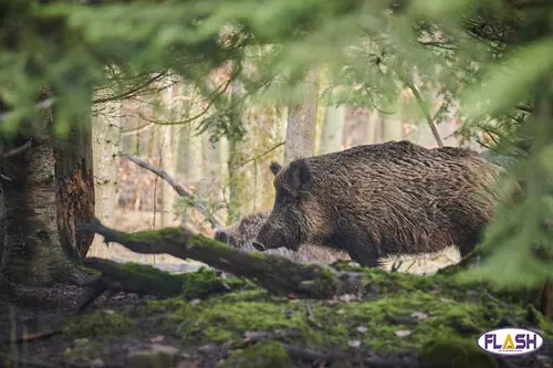 Limoges : une battue organisée dans la forêt des Vaseix