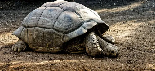 Un chauffeur écope d’une amende de 11 000 dollars pour avoir écrasé...