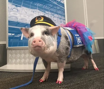 Un cochon aide les passagers à surmonter leur peur de l’avion à...