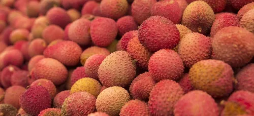Derniers moments pour profiter des litchis