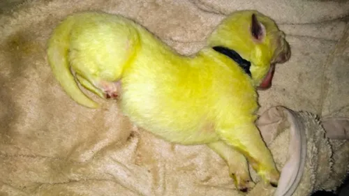 Etats-Unis : une chienne donne naissance à un chiot jaune fluo