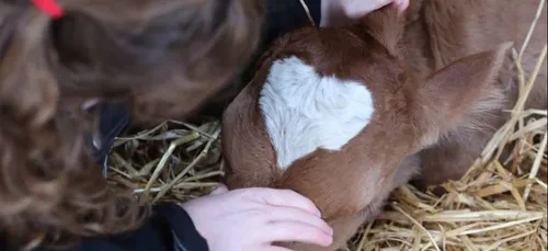 Un veau né à la St-Valentin avec un sublime coeur sur le front.
