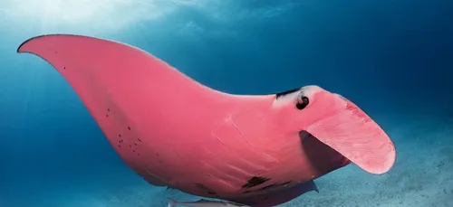 Il photographie une raie manta rose.