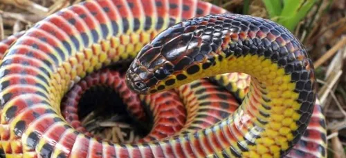 Un serpent arc-en-ciel extrêmement rare repéré en Floride