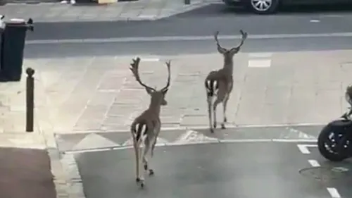 Des daims se baladent tranquilles dans les rues vides du 94 (vidéo)