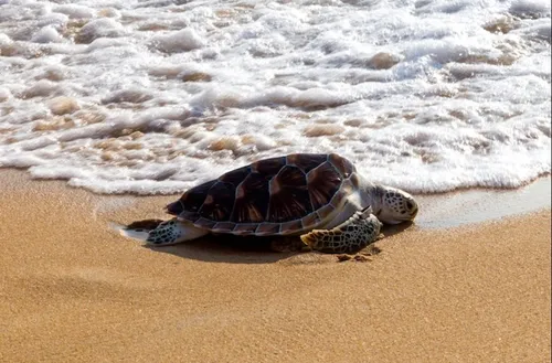 Un record du nombre bébés tortues qui ont éclos en Thaïlande sur...