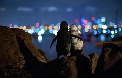 Il prend en photo deux pingouins veufs profitant ensemble de...