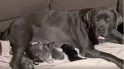 Cette chienne bat un record en Australie après avoir donné...