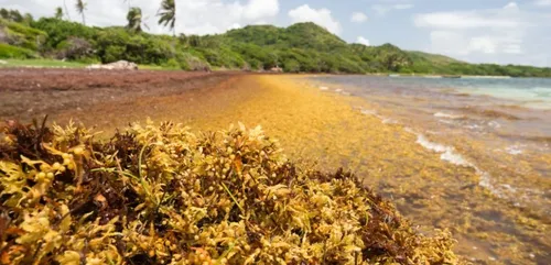 Les sargasses de retour sur le littoral martiniquais