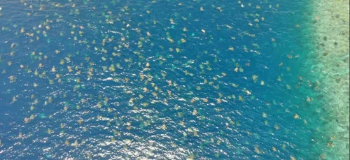 La plus grande colonie de tortue du monde filmée par un drone en...