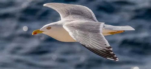 Il n’ose plus sortir sans son casque après avoir été attaqué par...