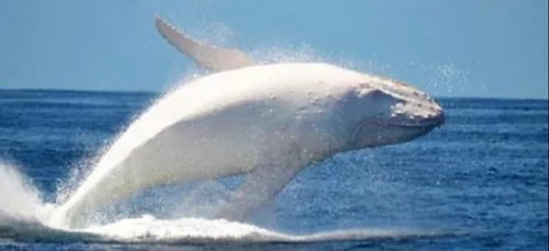 Migaloo la baleine blanche observée en Australie