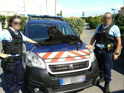 Des gendarmes appelés à la rescousse pour capturer une panthère… en...
