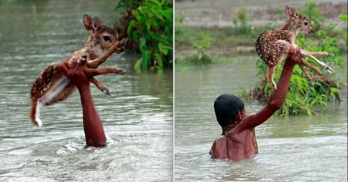 Un petit faon sauvé de la noyade par un adolescent héroïque