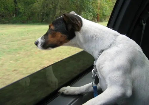 Annecy : un chien retrouvé mort dans le coffre d’une voiture, son...