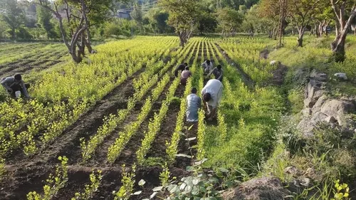 Le Pakistan embauche 63000 chômeurs pour planter 10 milliards d’arbres