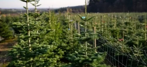 Le maire écolo de Bordeaux supprime les sapins de Noël dans la ville