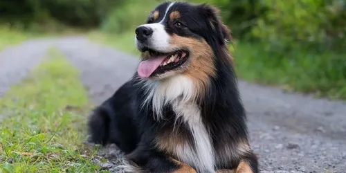 Enfermés dans des colis, 5 000 animaux sont morts de faim et de...