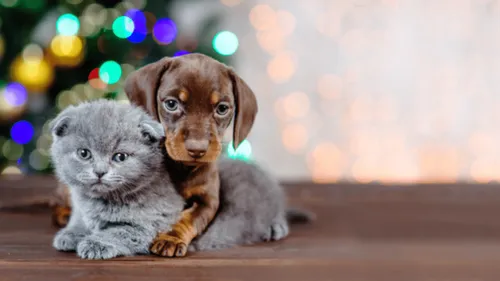 Abandon des animaux de compagnie : un certificat à l’adoption...