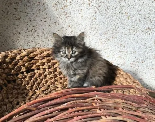 [ Société ] Orpheli-chat : des bénévoles recherchés pour aider les...