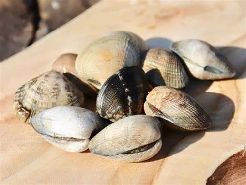 [ Société ] Trafic de palourdes illégales : 24 tonnes extraites...