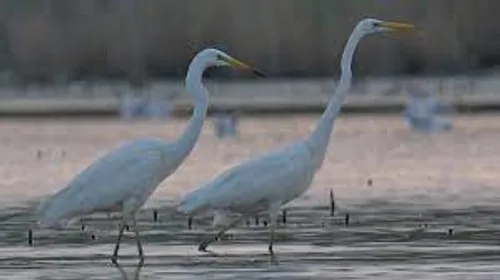 [ ENVIRONNEMENT ] Les oiseaux de Camargue menacés de disparition. 