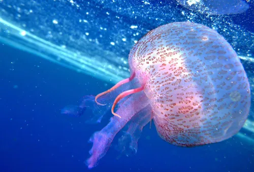 [ SOCIÉTÉ ]: Nageurs de Monte Cristo attaqués par des méduses