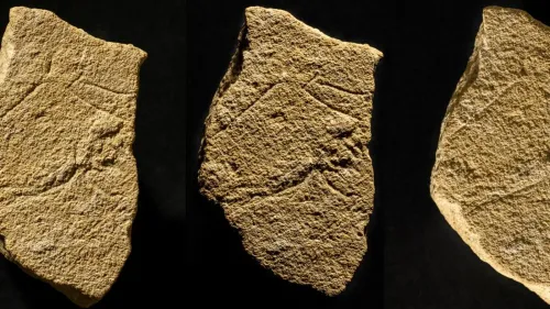 [CULTURE] Camargue : des gravures du paléolithiques découvertes sur...