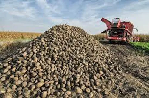 [SOCIAL]: Certains betteraviers camarguais sont allés jusqu’à Paris.