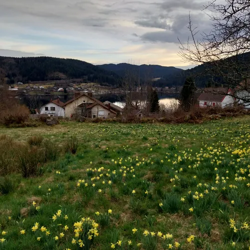 4. La Fête des Jonquilles de Gérardmer