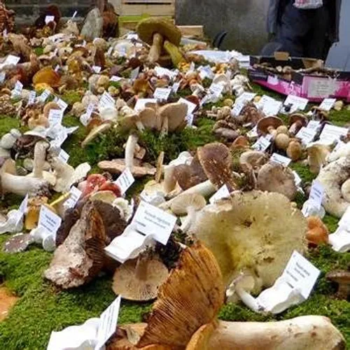 28ᵉ Fête des Champignons & du Jus de Pomme à Anglès