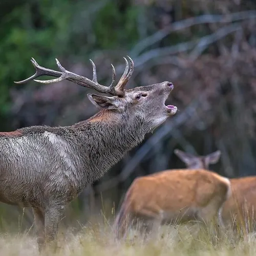 Une pétition pour sauver les cerfs ! 