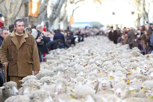 Vivez la tradition provençale au coeur de la fête des bergers à...