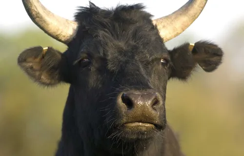 L’AOP Taureau de Camargue : une reconnaissance nationale au...